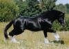 2003 Irene Hohe Kollektion