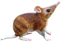 Animals of Australia - groß