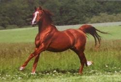 Horse Postcard Arabian Stallion Mangan