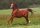 Horse Postcard Arabian Stallion Mangan