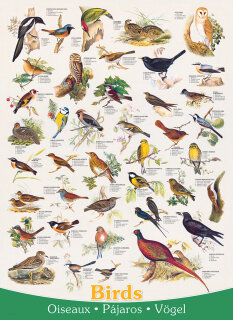 eurographics 6000-1259 - Birds (Puzzle with 1000 pieces)