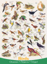 eurographics 6000-1259 - Vögel (Puzzle mit 1000 Teilen)