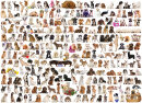 eurographics 6000-0581 - The World of Dogs (Puzzle with 1000 pieces)
