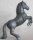 Black Lipizzaner - SR