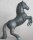 Black Lipizzaner - SR