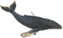 CollectA 88347 - Buckelwal