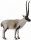 CollectA 88721 - Chiru (Tibetan Antelope)
