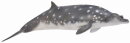 CollectA 88761 - Blainvilles Beaked Whale