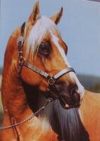 Pferdepostkarte Quarter Horse Stallion *27.1.2001 Freckles Smart Olena