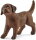 Schleich 13835 - Labrador Retriever Welpe
