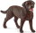 Schleich 13834 - Labrador Retriever Hündin