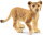 Schleich 14813 - Löwenjunges
