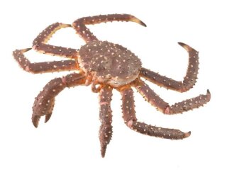 CollectA 88851 - King Crab