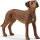 Schleich 13895 - Rhodesian Ridgeback