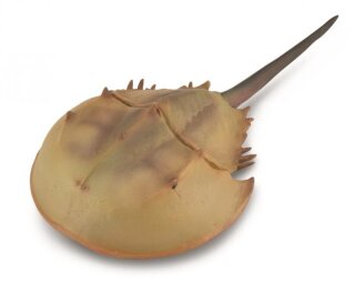 CollectA 88905 - Horseshoe Crab