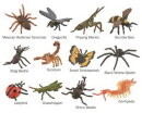 CollectA Box A1106 - box of Mini Insect & Spider
