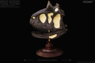 REBOR Oddities Fossil Studies Carnotaurus Sastrei Museum Class Skull Replica *1