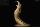 REBOR 160703 - 1:11±1 Titanoboa cerrejonensis Museum Class Maquette "Monty Resurgent" *1