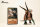 EoFauna 006 B - Triceratops sp "Cryptic"