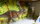 Papo 80106 - Dinosaur Set (Gorgosaurus+ Stygimoloch)