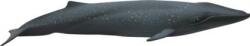 M+B 13009 - Blue Whale