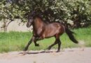 Horse Postcard Islandic Stallion Gandur von Aegidienberg