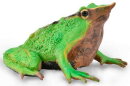 CollectA 88938 - Darwins Frog