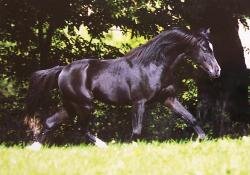 Pferdepostkarte Welsh-B Hengst Frankenhöhs Prince Royal