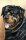 Hundepostkarte Leo Rottweiler