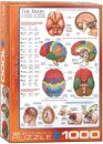 eurographics 6000-0256 - The Brain (Puzzle with 1000 pieces)
