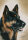 Hundepostkarte Astor Deutscher Schäferhund