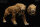 REBOR 160864 - 1:11±1 Smilodon populator Museum Class Replica Deluxe Pack "Stray Cat" Plain *1