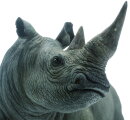 PNSO 2003ZH - Nyika the White Rhinoceros