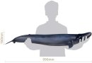 PNSO 2002ZH - Alex The Blue Whale 1:35 Sculpture