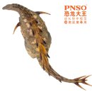 PNSO 034ZH - Qichuan the Tuojiangosaurus