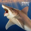 PNSO 043ZH - Haylee the Helicoprion