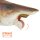 PNSO 043ZH - Haylee the Helicoprion