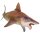 PNSO 043ZH - Haylee the Helicoprion