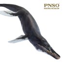PNSO 2001ZH - Jeff the Kronosaurus