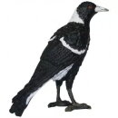 Animals of Australia 75221 - Elster (Magpie)