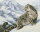 Artibalta AZ-1520 - Diamond Painting Kit Snow Leopard