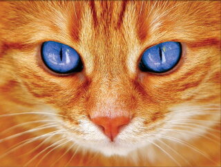 Artibalta AZ-1716 - Diamond Painting Kit Katze mit blauen Augen