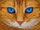 Artibalta AZ-1716 - Diamond Painting Kit Katze mit blauen Augen