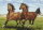 Wizardi WD2457 - Diamond Painting Kit Zwei Pferde