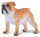 Mojö 381053 - Englische Bulldogge