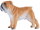 Mojö 381053 - Englische Bulldogge