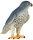 Mojö 381056 - Wanderfalke