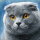 Artibalta AZ-1619 - Diamond Painting Kit Cat