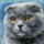 Artibalta AZ-1619 - Diamond Painting Kit Cat