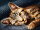 Artibalta AZ-1700 - Diamond Painting Kit Cat Barsik